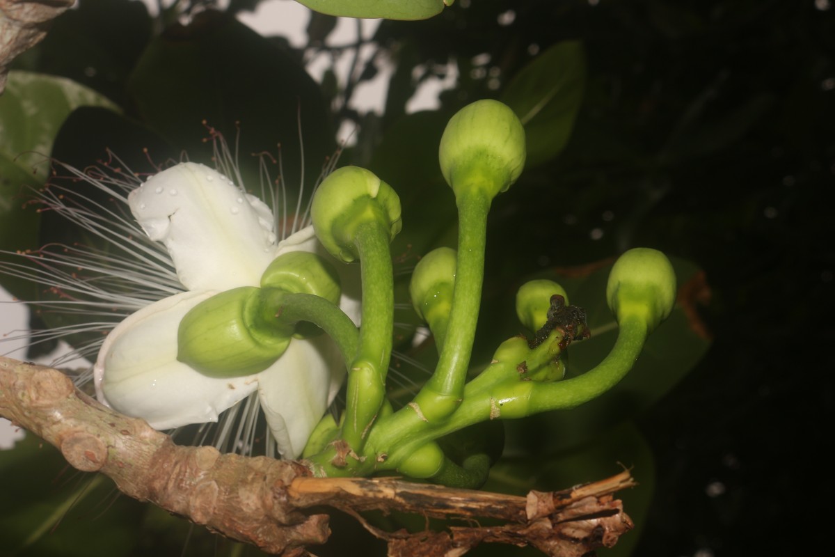 Barringtonia asiatica (L.) Kurz